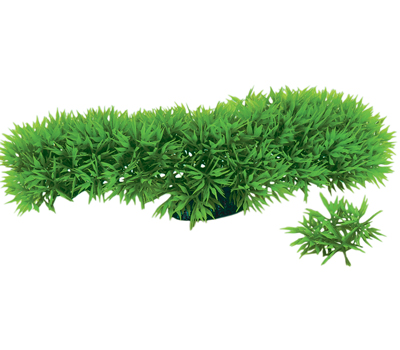 Green Star Fern, Certified: Bio-Serv