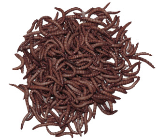 dried worms